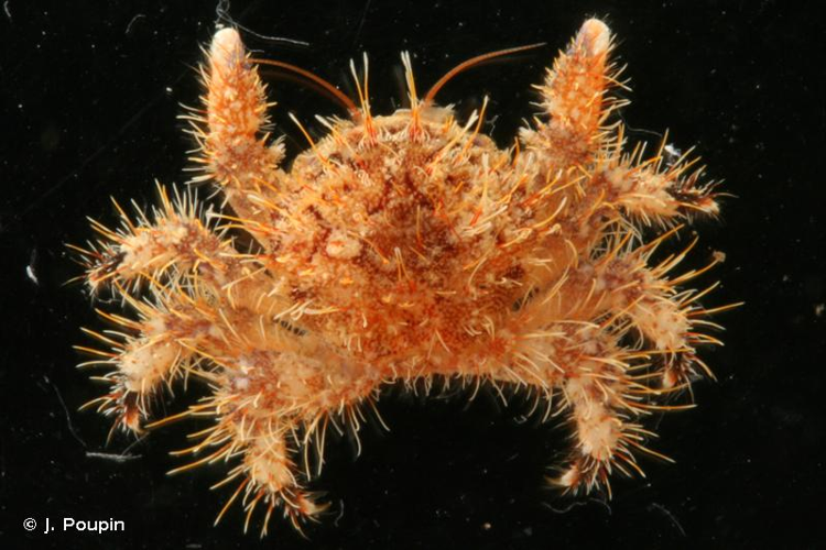 <i>Hirsutodynomene spinosa</i> (Rathbun, 1911) &copy; J. Poupin