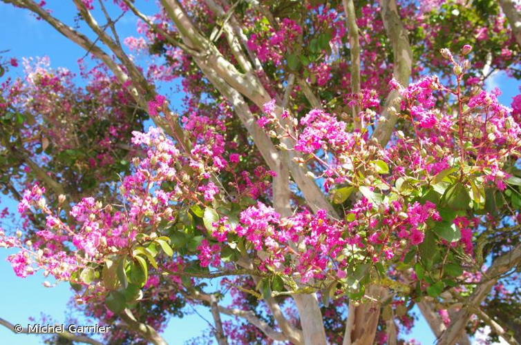 <i>Lagerstroemia indica</i> L., 1759 &copy; Michel Garnier