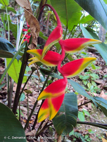 <i>Heliconia rostrata</i> Ruiz & Pav., 1802 &copy; C. Delnatte - DEAL Martinique