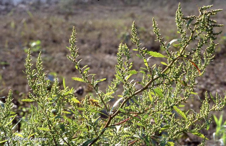 <i>Chenopodium ambrosioides</i> L., 1753 &copy; Michel Garnier