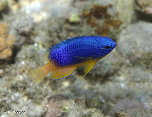 <i>Pomacentrus caeruleus</i> Quoy & Gaimard, 1825 &copy; P. Bourjon