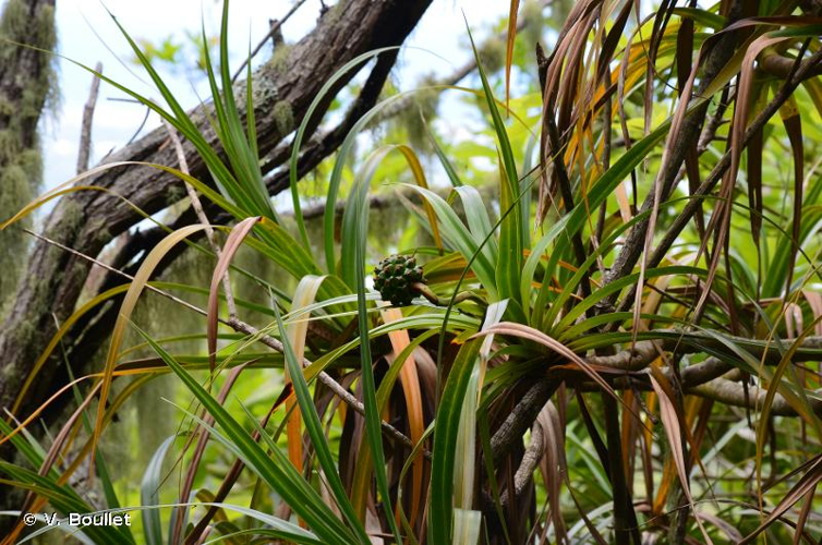 <i>Pandanus sylvestris</i> Bory, 1804 &copy; V. Boullet