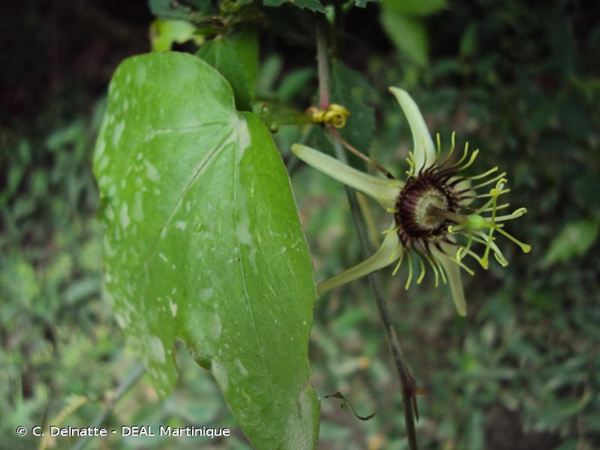 <i>Passiflora suberosa</i> L., 1753 &copy; C. Delnatte - DEAL Martinique
