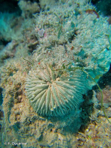 <i>Cycloseris cyclolites</i> (Lamarck, 1815) &copy; F. Ducarme