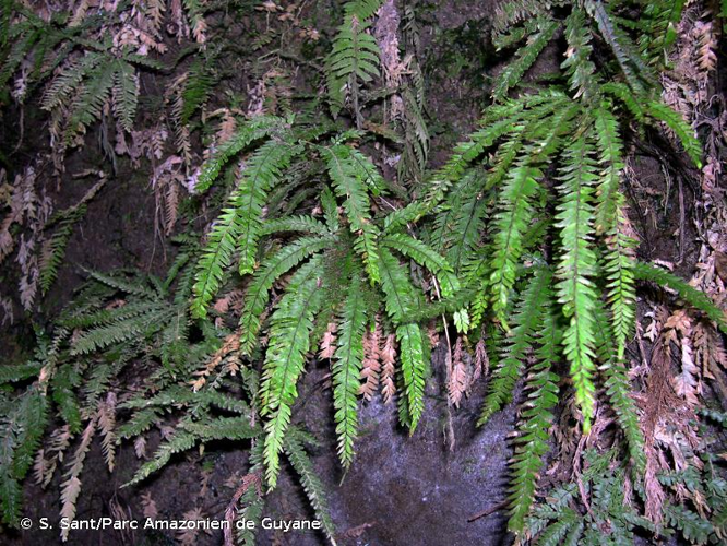 <i>Adiantum hispidulum</i> Sw., 1801 &copy; S. Sant/Parc Amazonien de Guyane