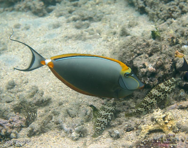 <i>Naso elegans</i> (Rüppell, 1829) &copy; P. Bourjon