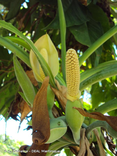 <i>Syngonium podophyllum</i> Schott, 1851 &copy; C. Delnatte - DEAL Martinique
