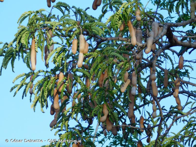 <i>Tamarindus indica</i> L., 1753 &copy; César Delnatte - ONF Martinique