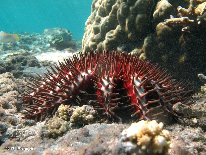 <i>Acanthaster planci</i> (Linnaeus, 1758) &copy; P. Bourjon