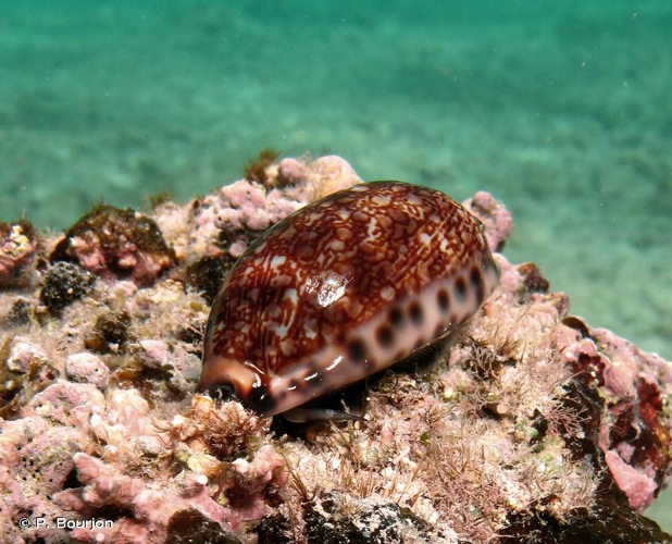 <i>Mauritia arabica</i> (Linnaeus, 1758) &copy; P. Bourjon
