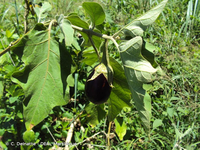<i>Solanum melongena</i> L., 1753 &copy; C. Delnatte - DEAL Martinique