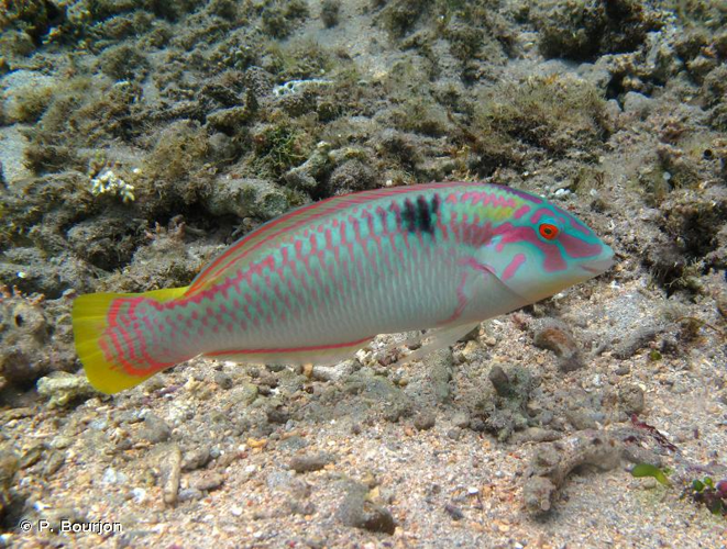 <i>Halichoeres scapularis</i> (Bennett, 1832) &copy; P. Bourjon