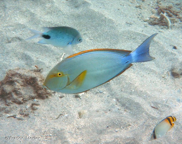 <i>Acanthurus xanthopterus</i> Valenciennes, 1835 &copy; Franck Merlier