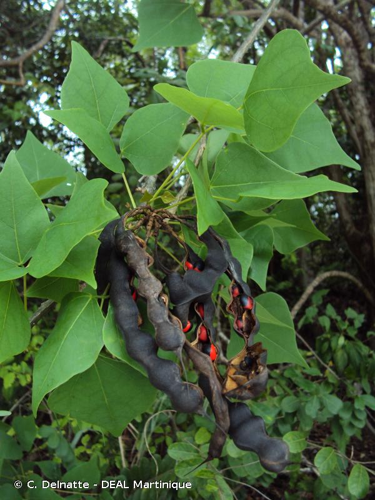 <i>Erythrina corallodendron</i> L., 1753 &copy; C. Delnatte - DEAL Martinique