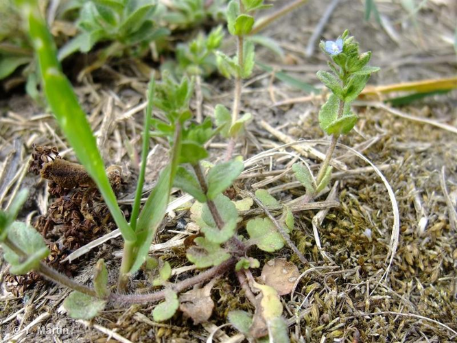 <i>Veronica arvensis</i> L., 1753 &copy; null