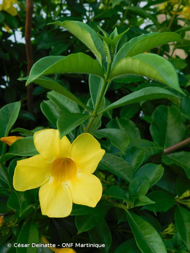 <i>Allamanda cathartica</i> L., 1771 &copy; César Delnatte - ONF Martinique