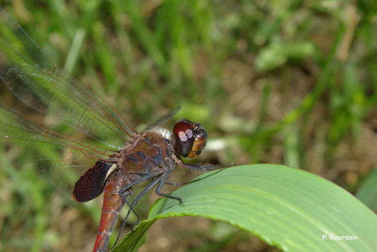 <i>Tramea limbata</i> (Desjardins, 1832) &copy; P. Gourdain