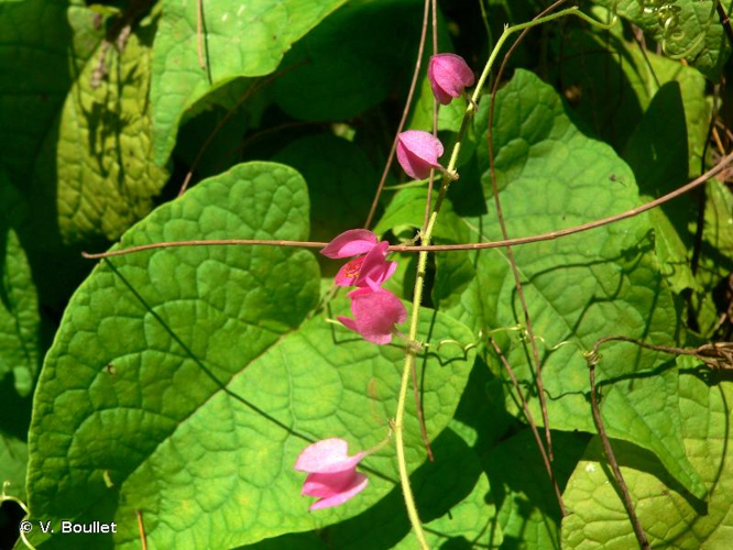 <i>Antigonon leptopus</i> Hook. & Arn., 1838 &copy; V. Boullet