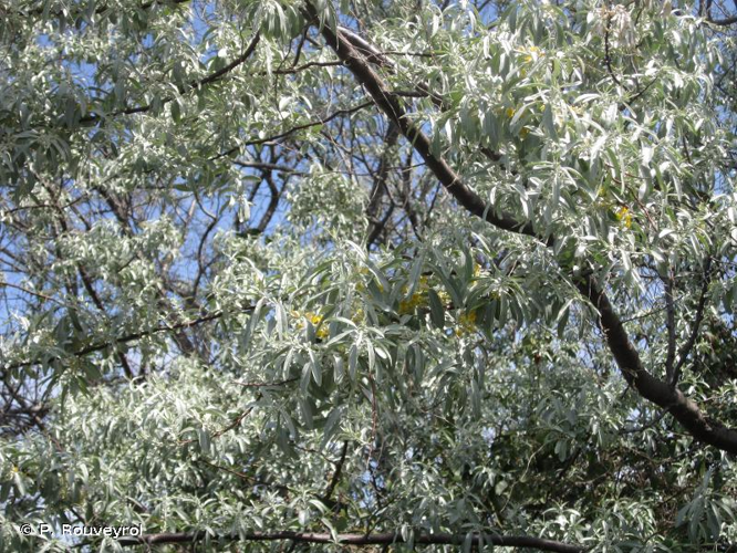 <i>Elaeagnus angustifolia</i> L., 1753 &copy; P. Rouveyrol