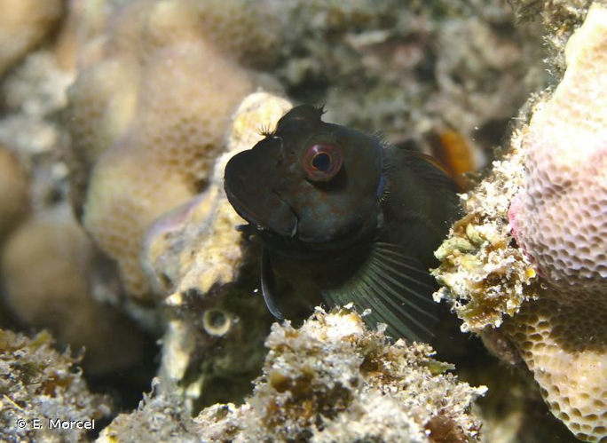 <i>Cirripectes stigmaticus</i> Strasburg & Schultz, 1953 &copy; E. Morcel