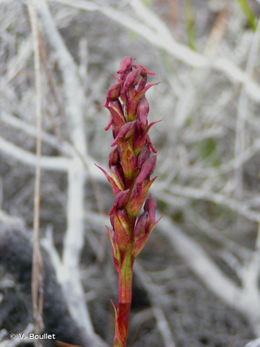 <i>Disa borbonica</i> Balf.f. & S.Moore, 1876 &copy; V. Boullet