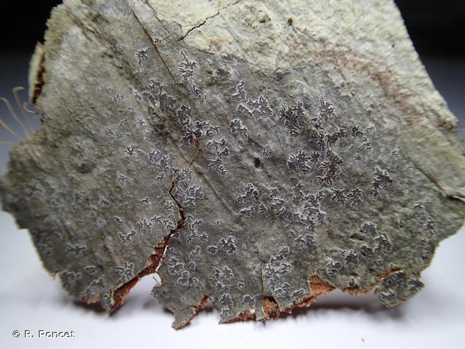 <i>Phaeographis intricans</i> (Nyl.) Staiger, 2002 &copy; R. Poncet