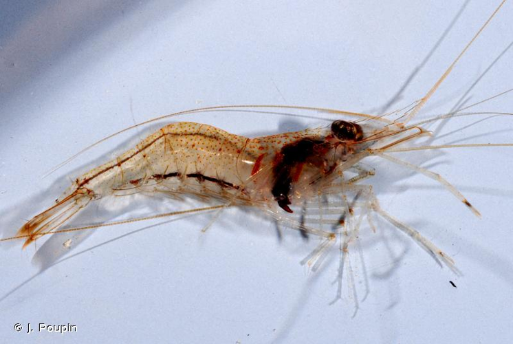 <i>Palaemon concinnus</i> Dana, 1852 &copy; J. Poupin