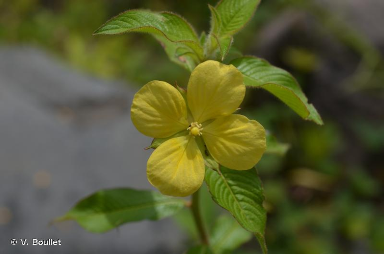 <i>Ludwigia octovalvis </i>subsp.<i> sessiliflora</i> (Micheli) Raven &copy; V. Boullet