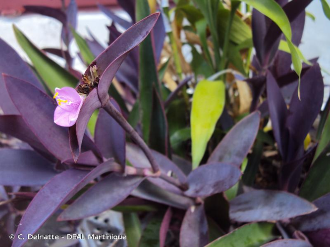 <i>Tradescantia pallida</i> (Rose) D.R.Hunt, 1976 &copy; C. Delnatte - DEAL Martinique