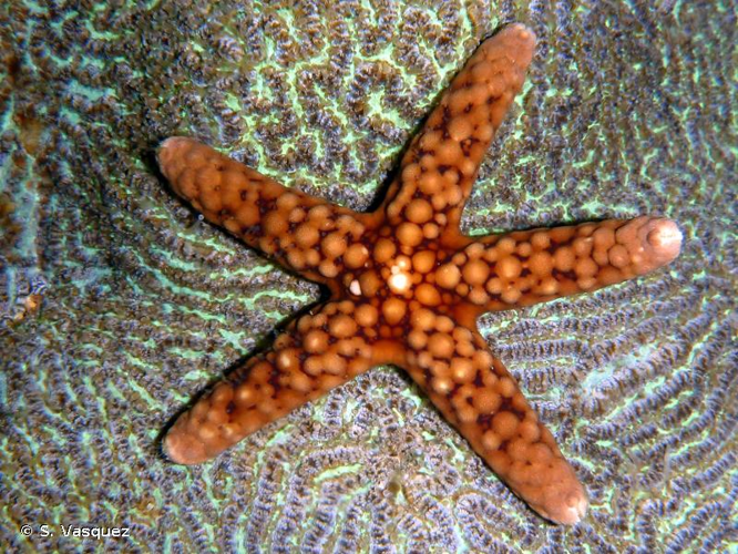 <i>Ferdina flavescens</i> Gray, 1840 &copy; S. Vasquez