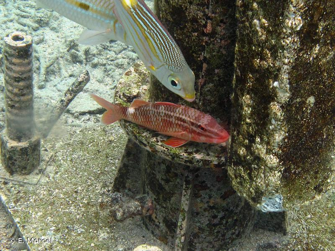 <i>Parupeneus ciliatus</i> (Lacepède, 1802) &copy; E. Morcel
