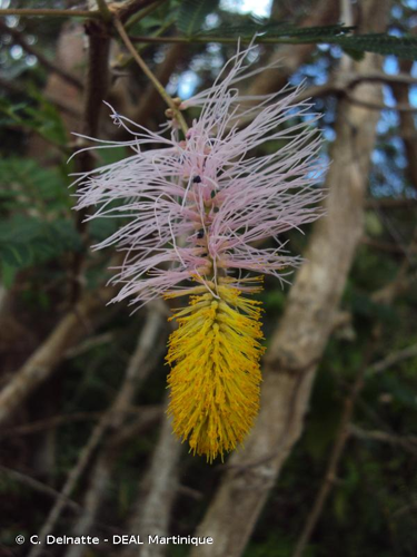 <i>Dichrostachys cinerea</i> (L.) Wight & Arn., 1834 &copy; C. Delnatte - DEAL Martinique