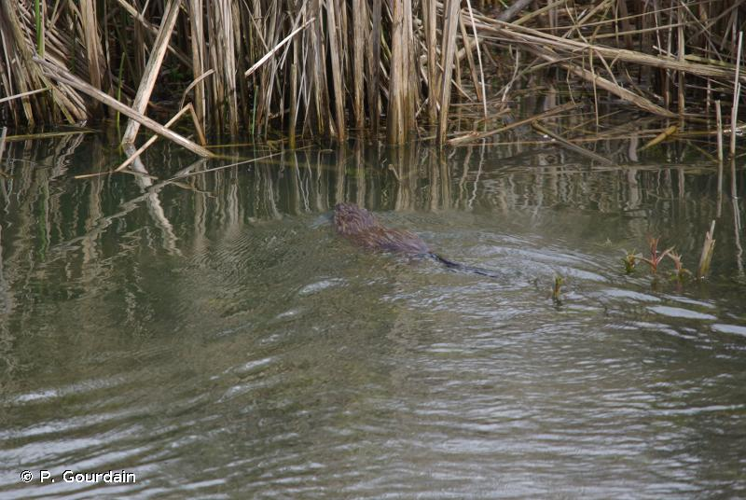 <i>Ondatra zibethicus</i> (Linnaeus, 1766) &copy; P. Gourdain