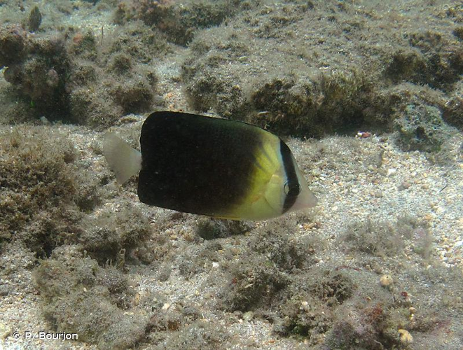 <i>Chaetodon blackburnii</i> Desjardins, 1836 &copy; P. Bourjon