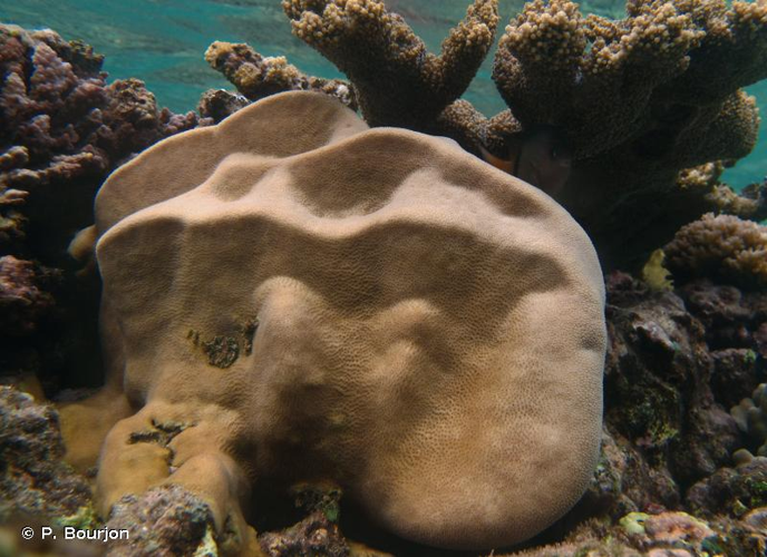 <i>Dipsastraea stelligera</i> (Dana, 1846) &copy; P. Bourjon