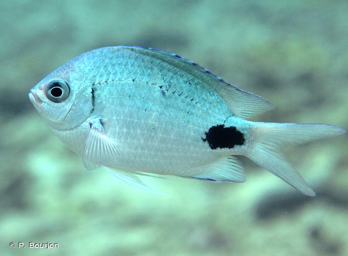<i>Abudefduf sparoides</i> (Quoy & Gaimard, 1825) &copy; P. Bourjon