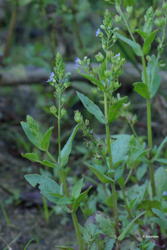 <i>Veronica anagallis-aquatica</i> L., 1753 &copy; P. Gourdain