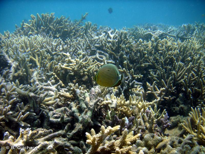 <i>Chaetodon trifasciatus</i> Park, 1797 &copy; B. Guichard