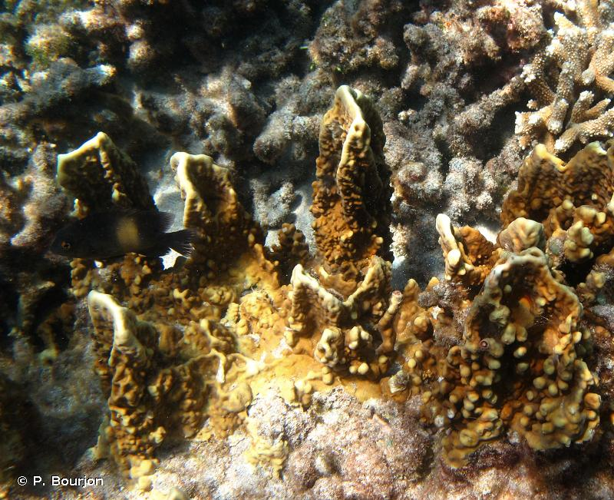 <i>Millepora platyphylla</i> Hemprich & Ehrenberg, 1834 &copy; P. Bourjon