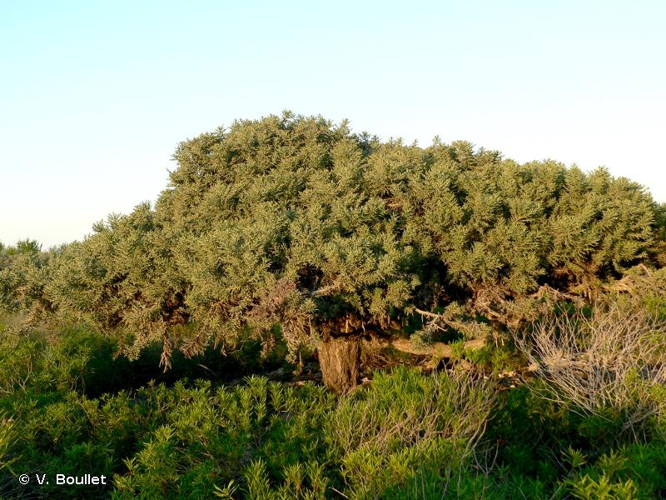 <i>Euphorbia stenoclada</i> Baill., 1887 &copy; V. Boullet