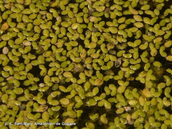 <i>Lemna aequinoctialis</i> Welw., 1859 &copy; S. Sant/Parc Amazonien de Guyane