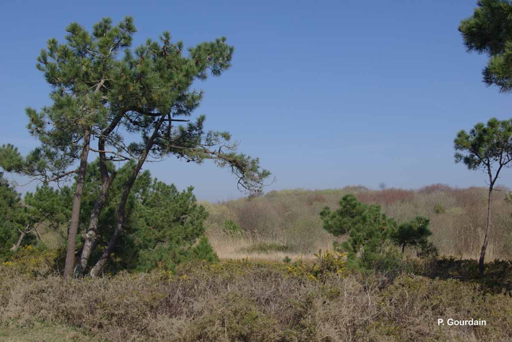 <i>Pinus pinaster</i> Aiton, 1789 &copy; P. Gourdain