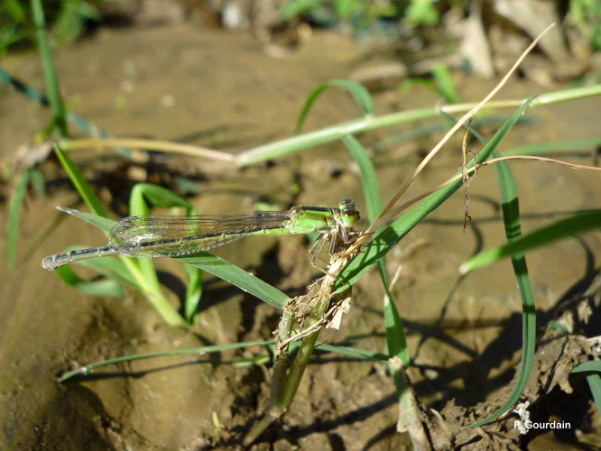 <i>Ischnura senegalensis</i> (Rambur, 1842) &copy; P. Gourdain