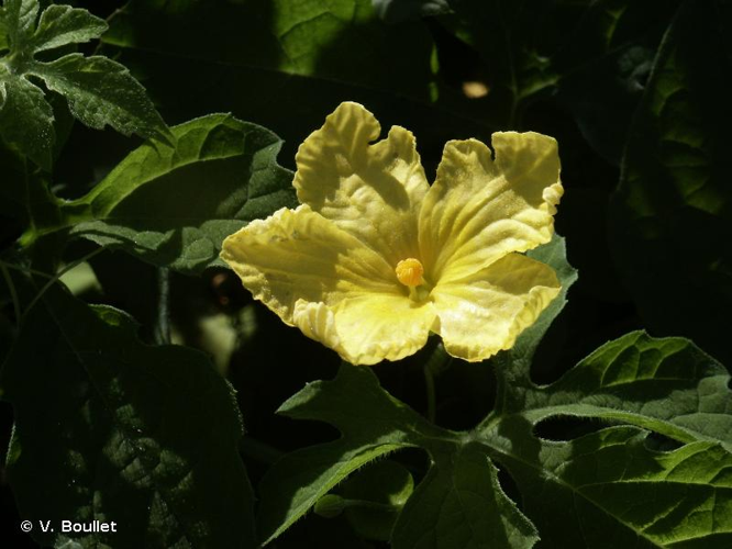 <i>Momordica charantia</i> L., 1753 &copy; V. Boullet