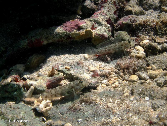 <i>Gnatholepis cauerensis</i> (Bleeker, 1853) &copy; P. Bourjon