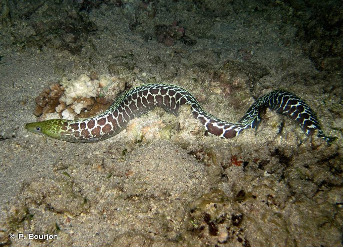 <i>Gymnothorax undulatus</i> (Lacepède, 1803) &copy; P. Bourjon