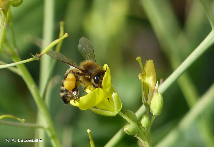 <i>Apis mellifera</i> Linnaeus, 1758 &copy; A. Lacoeuilhe