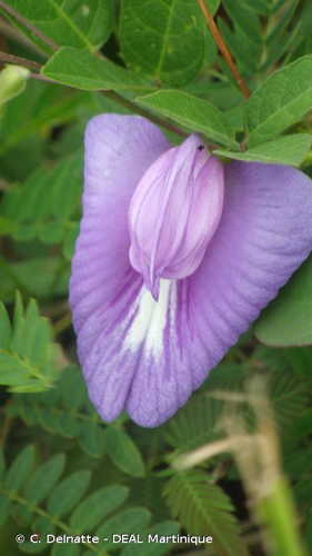 <i>Centrosema virginianum</i> (L.) Benth., 1837 &copy; C. Delnatte - DEAL Martinique