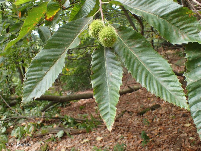<i>Castanea sativa</i> Mill., 1768 &copy; Y. Martin