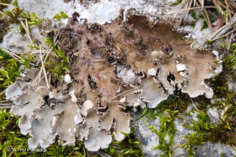 <i>Peltigera praetextata</i> (Flörke ex Sommerf.) Zopf, 1909 &copy; A.-H. Paradis
